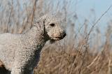 BEDLINGTON TERRIER 138